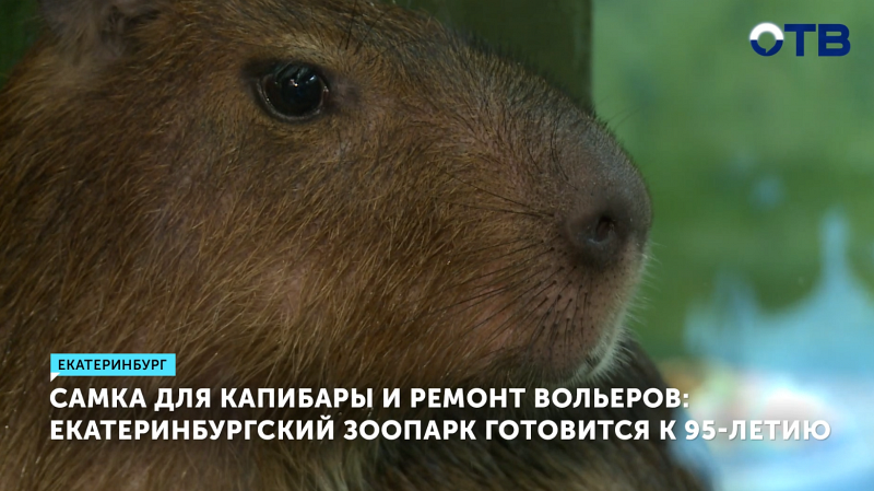 Екатеринбургский зоопарк ищет подругу для Капибарина