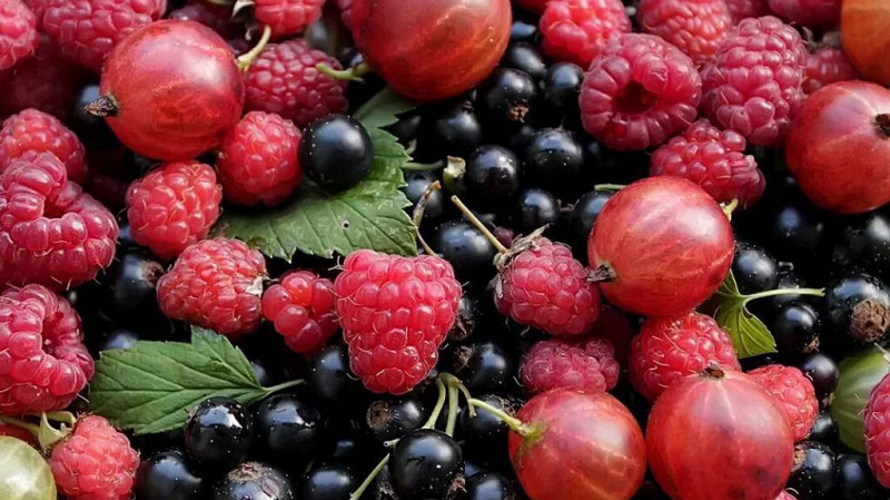 Россия может ограничить импорт фруктов и ягод