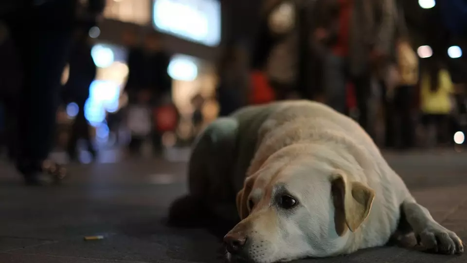 Зоопсихолог рассказал, как избежать потери питомца и найти его, если он потерялся