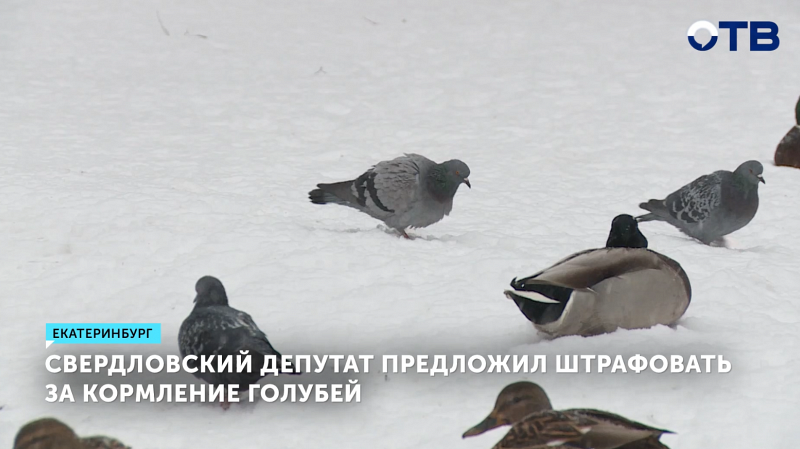 Свердловский депутат предложил ввести штрафы за кормление голубей