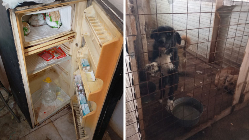 Россельхознадзор выявил антисанитарию в приюте для собак в Камышлове