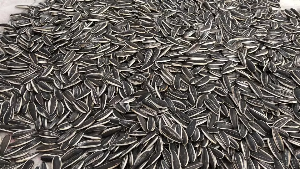 Из Китая на Урал прибыл поезд с семенами подсолнечника