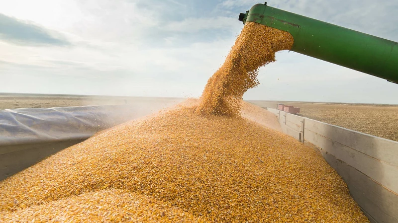 Россельхознадзор отозвал 9 тыс. тонн пшеницы в Свердловской области