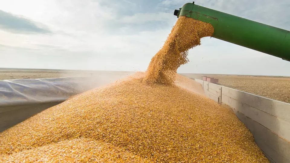 Россельхознадзор отозвал 9 тыс. тонн пшеницы в Свердловской области