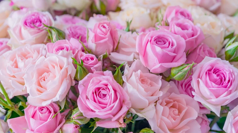 Импорт цветов на Урал вырос на 70%