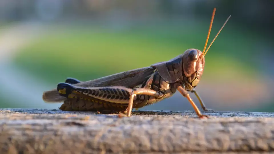 Минсельхоз РФ выделил 85 млн рублей на борьбу с саранчой
