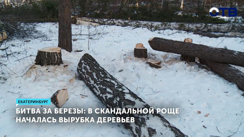 Битва за берёзы: в скандальной роще началась вырубка деревьев