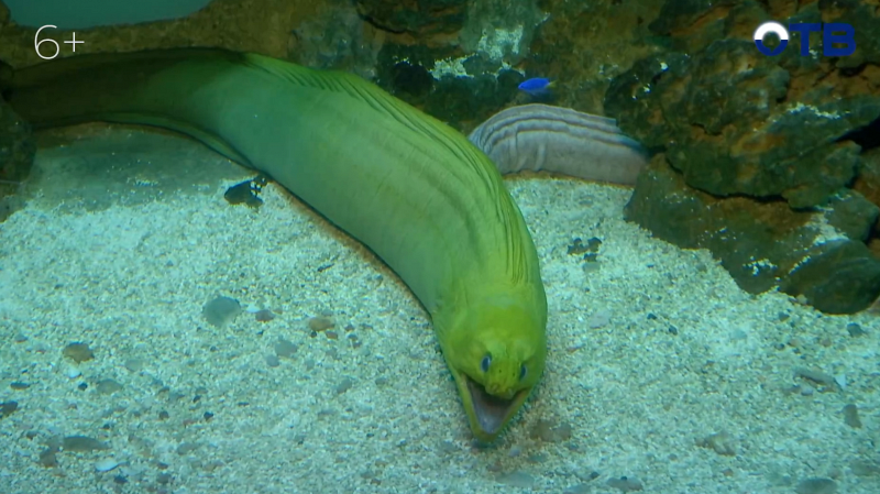 Пятёрки превращаются… в путешествие! Камышловские школьники стали лучшими в проекте «Верный отличник»