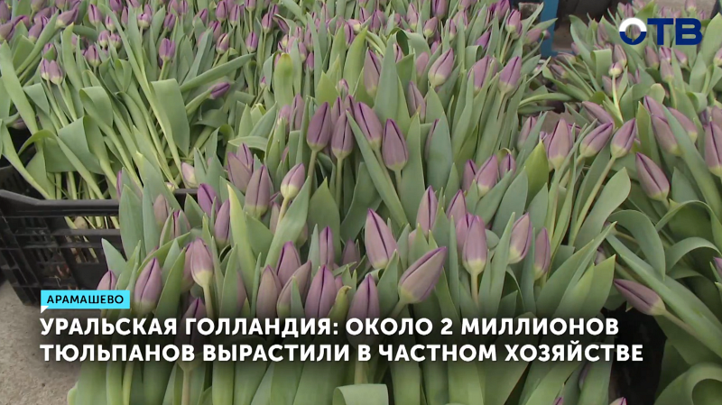 2 миллиона тюльпанов вырастили в селе Арамашево