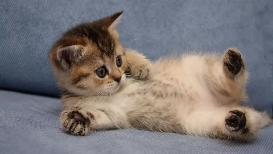 Депутат предложил запретить давать животным человеческие имена