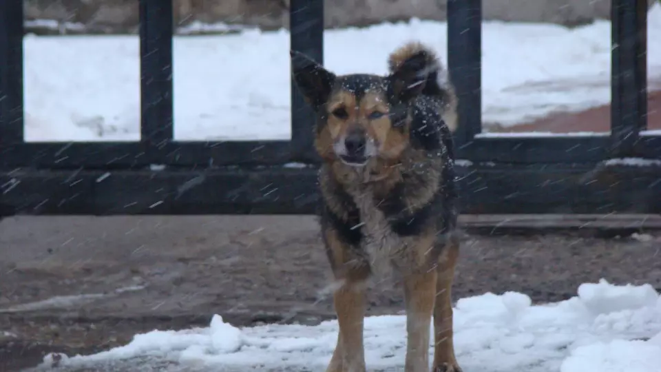В Екатеринбурге после нападения стаи собак на женщину началась прокурорская проверка