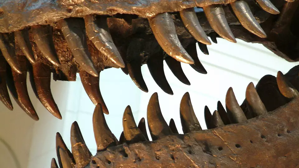 Французские таможенники изъяли древние зубы динозавров на границе с Италией