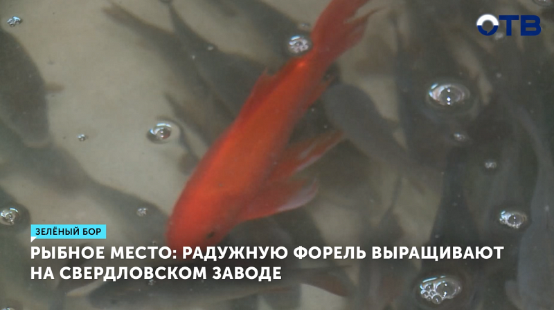 В Екатеринбурге вырастят более 90 тысяч молоди радужной форели