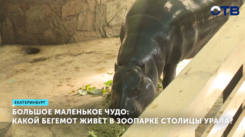 В Екатеринбургском зоопарке отметили Международный день бегемота