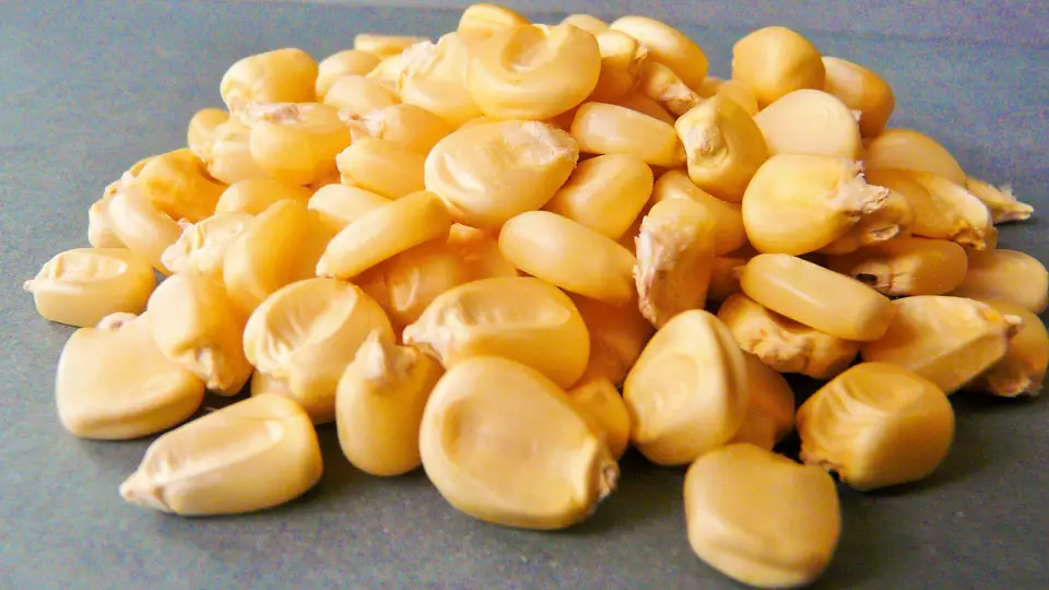 В Екатеринбурге задержали партию запрещённой кукурузы из США