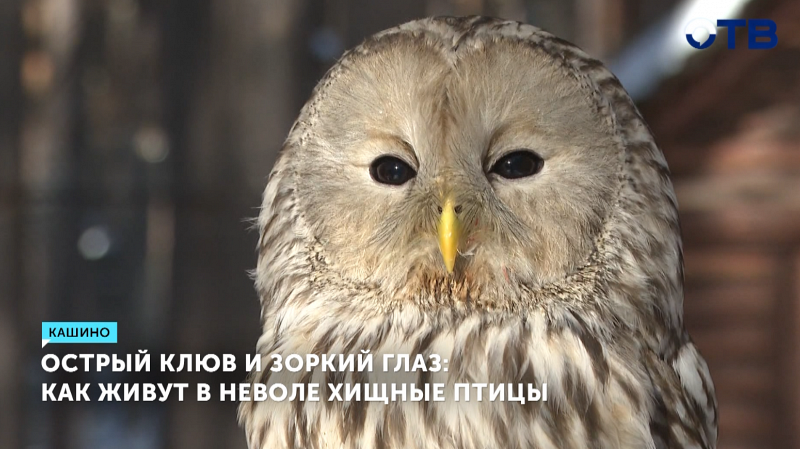 В день орнитолога в питомнике хищных птиц «Холзан» провели открытую экскурсию