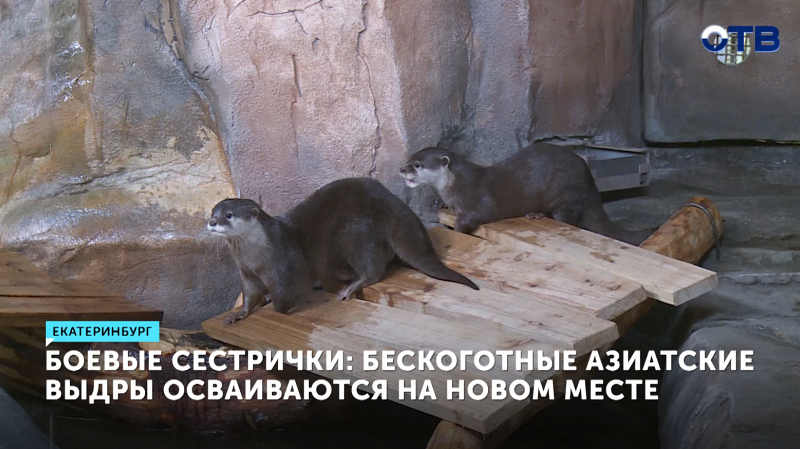 Выдры Лилия и Маргарита осваиваются в Екатеринбургском зоопарке