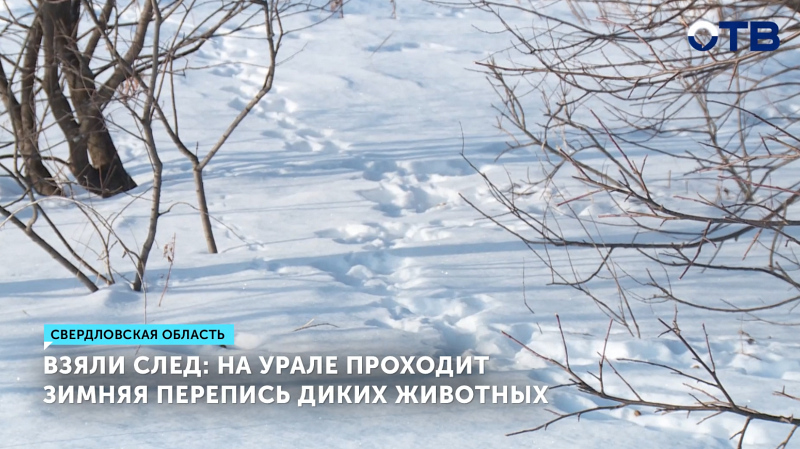 На Урале проходит зимняя перепись диких животных