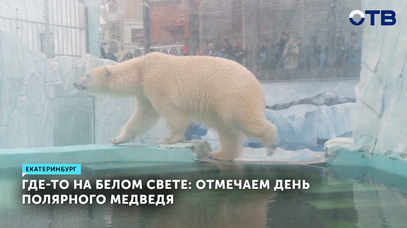 В екатеринбургском зоопарке отметили Международный день полярного медведя