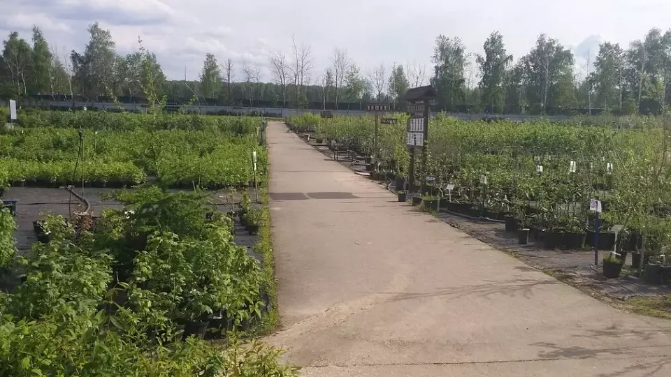 Свердловские власти не смогли продать долю в совхозе «Шумихинский»