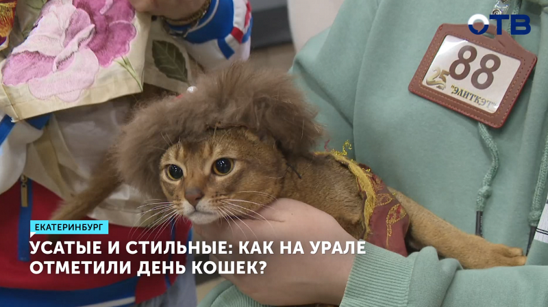 На Урале коты стали звёздами весеннего показа мод