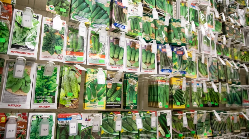 Россельхознадзор нашел нелегальные семена огурцов на маркетплейсе