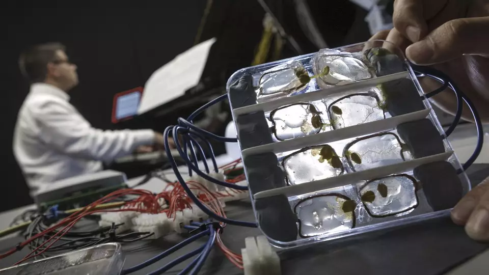 Австралийские ученые создали биокомпьютер на мозговых клетках