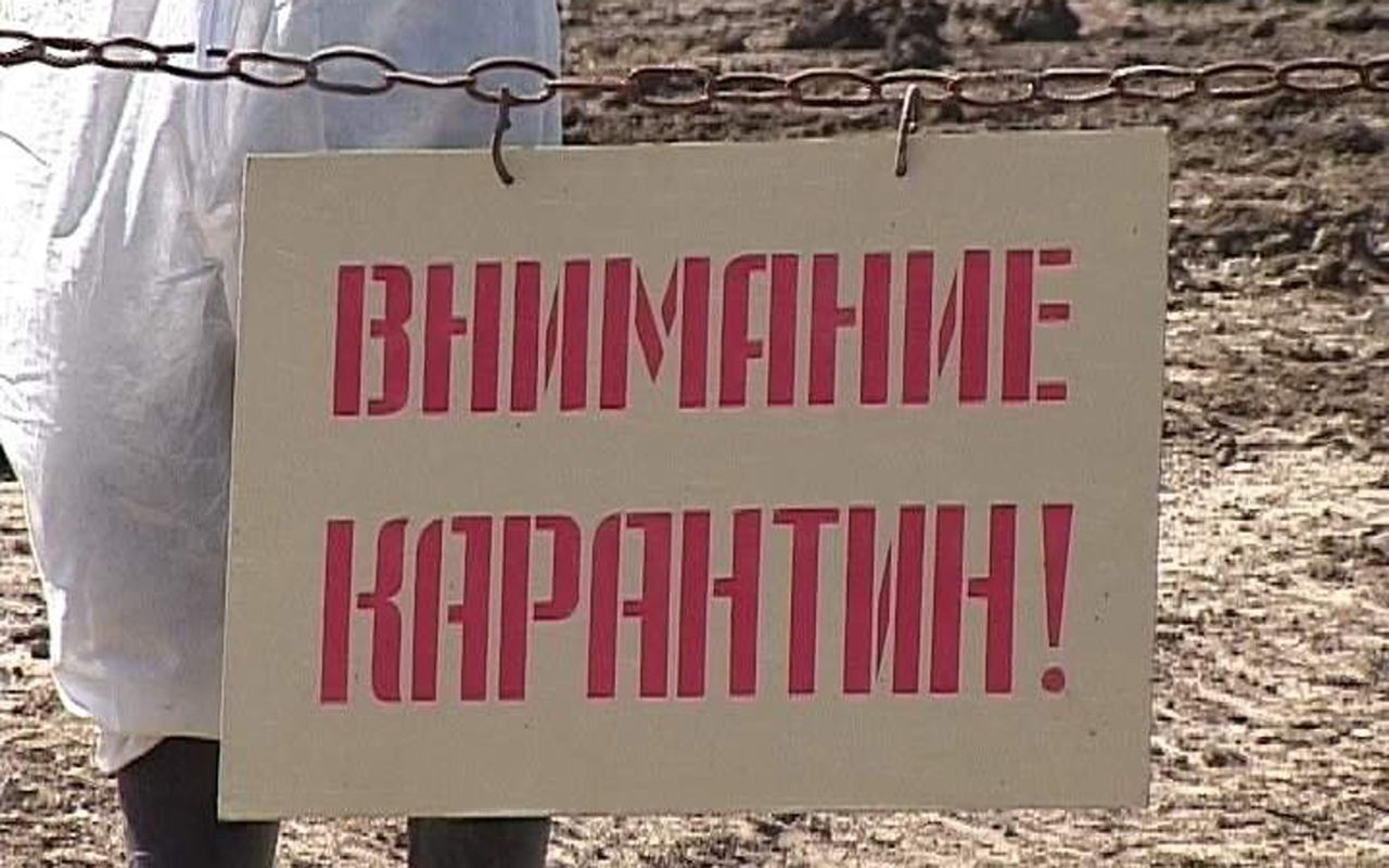 На Кузбассе ввёли карантин из-за бешенства на 60 дней