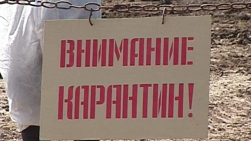 На Кузбассе ввёли карантин из-за бешенства на 60 дней