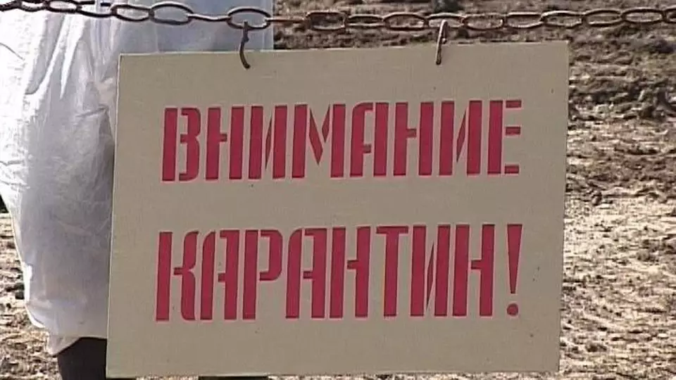 На Кузбассе ввёли карантин из-за бешенства на 60 дней