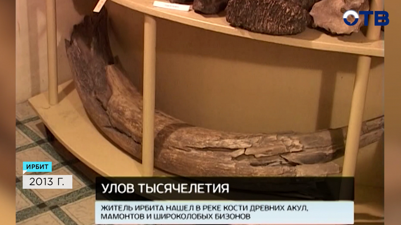 Рыбак из Ирбита поймал останки древнего водоплавающего