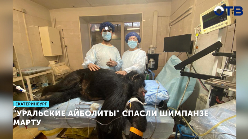 Хирурги удалили опухоль у шимпанзе Марты в Екатеринбурге