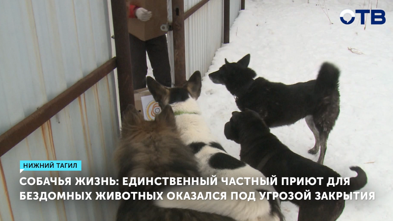 Приют для животных в Нижнем Тагиле на грани закрытия