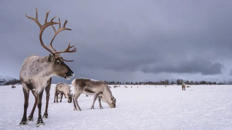 В Приморье расследуют массовую гибель оленей