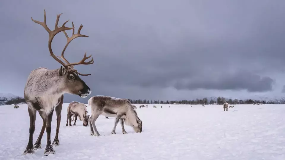 В Приморье расследуют массовую гибель оленей