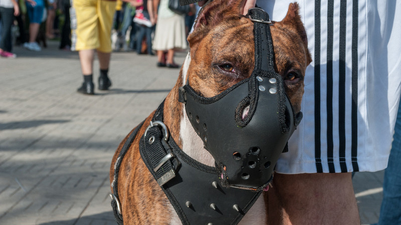 В России могут ввести уголовное наказание для владельцев животных