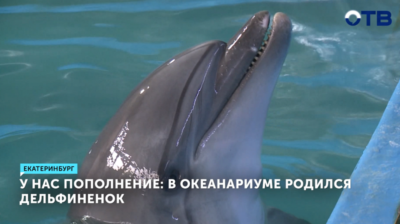 В Екатеринбургском океанариуме родился дельфиненок