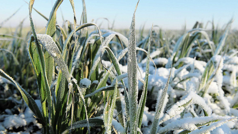 Заморозки в Краснодарском крае угрожают урожаю фруктов