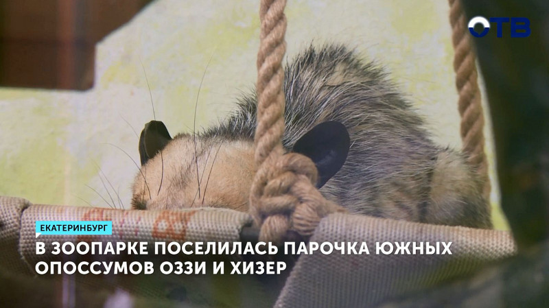 Опоссумы Оззи и Хизер освоились в Екатеринбургском зоопарке