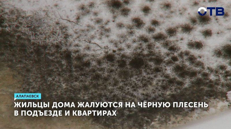 Жильцы дома жалуются на чёрную плесень в подъезде и квартирах
