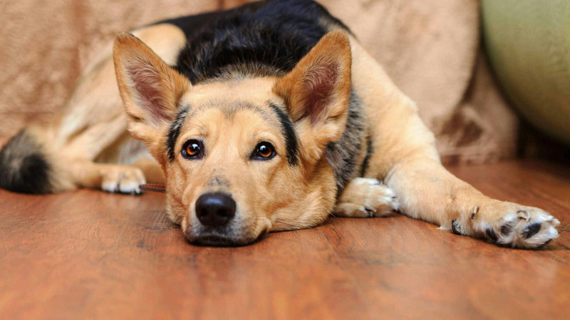 Ребёнку в Арти выплатят 30 тысяч за укус собаки