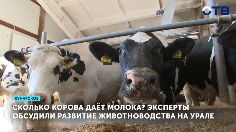 Коровы из села Кунарское поставили рекорд надоев молока