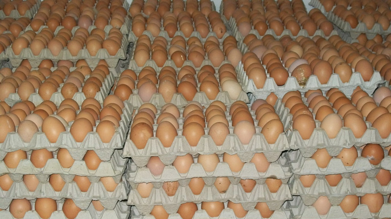 В Свердловской области задержали грузовик с инкубационными яйцами без документов