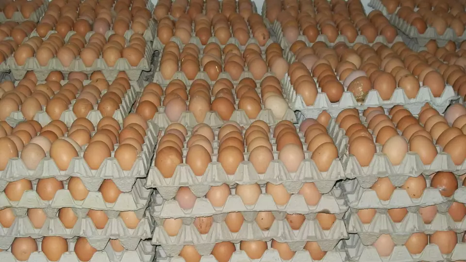 В Свердловской области задержали грузовик с инкубационными яйцами без документов