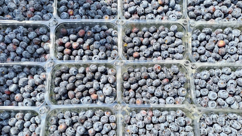 Заражённая голубика из Марокко не дойдёт до России