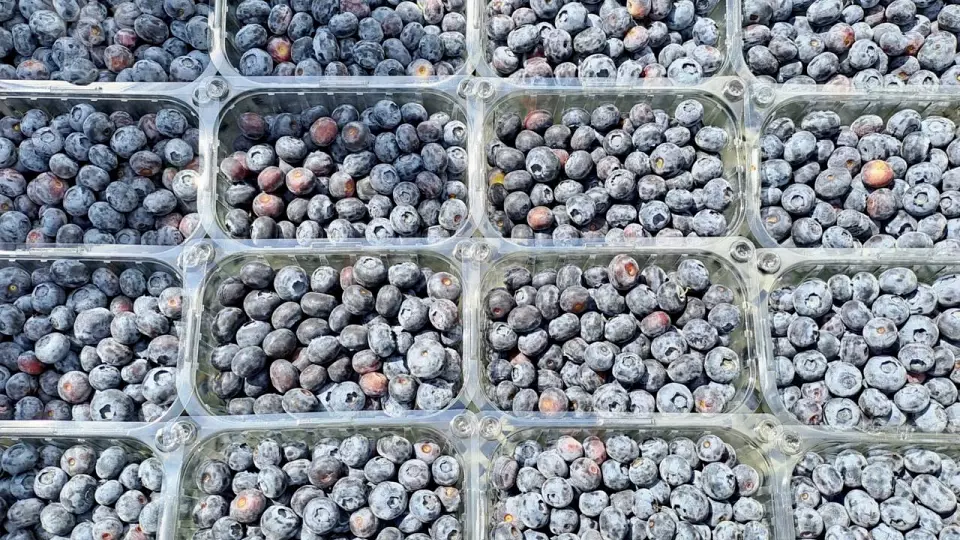 Заражённая голубика из Марокко не дойдёт до России