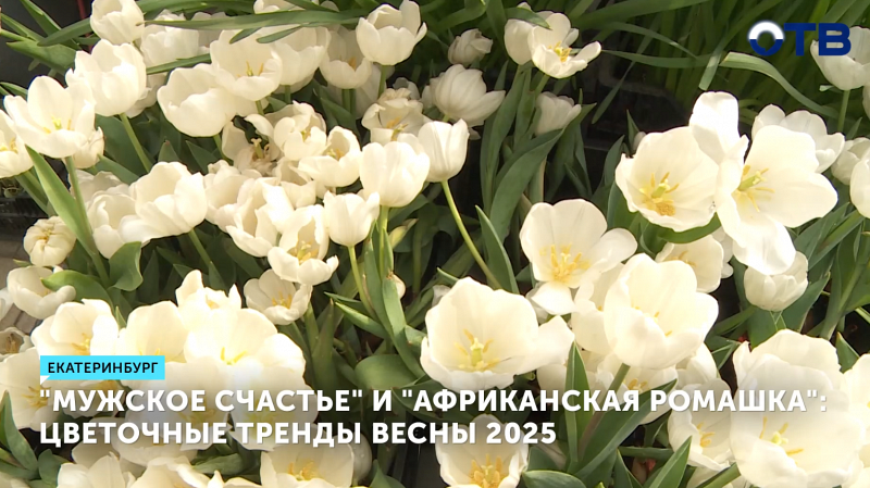 Африканская ромашка в моде: рассказываем о цветочных трендах 2025