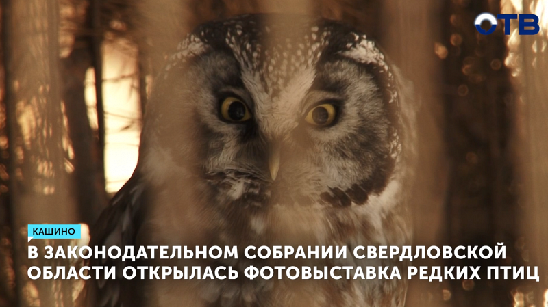 За работой депутатов ЗакСО наблюдают десятки хищных птиц