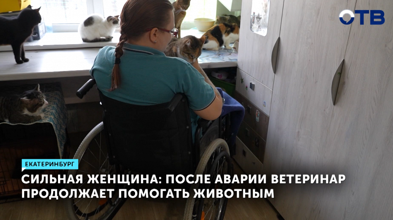 Ветеринар спасает животных, сидя в инвалидном кресле
