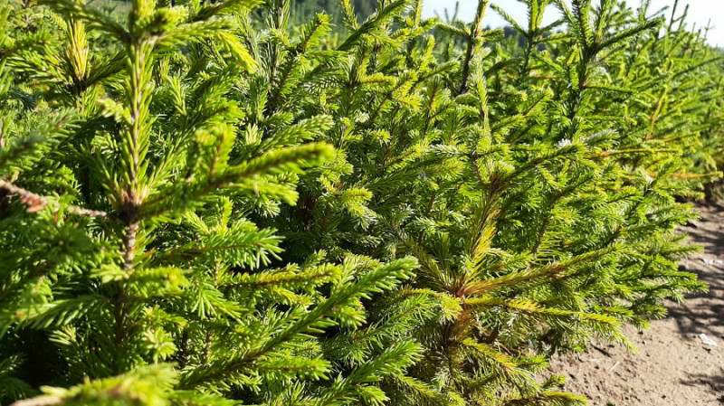 Свердловская область заготовила 2,4 тонны семян для лесовосстановления